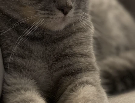British Shorthair 11 Aylık Eş Arıyor - 118971506