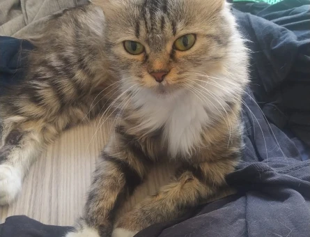 British Longhair Dİşi Kedime Eş Arıyorum - 118971511