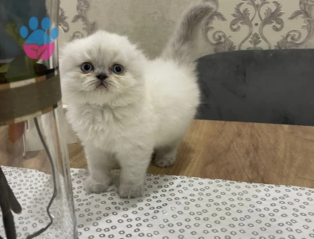 British oğlum tekrar baba olmak istiyor