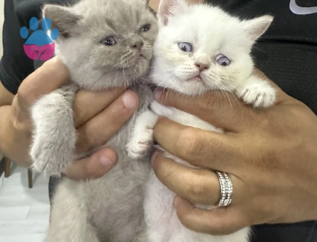 British oğlum tekrar baba olmak istiyor