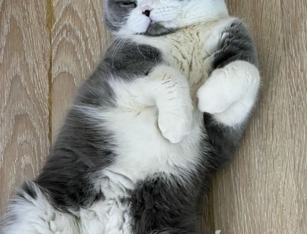 Scottish Fold Bicolar Kedim Eş Arıyor - 118979595