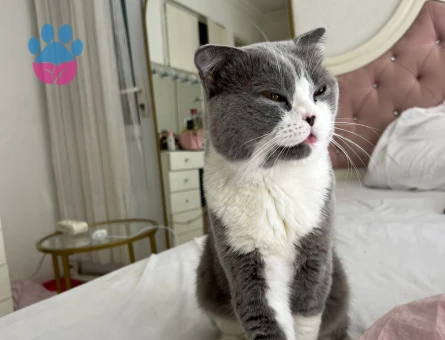 Scottish Fold Bicolar Kedim Eş Arıyor