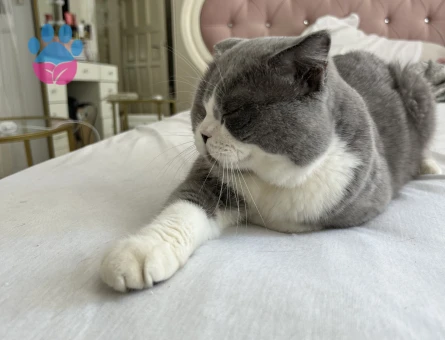 Bicolar çift renk 3 yaşında eş arıyor