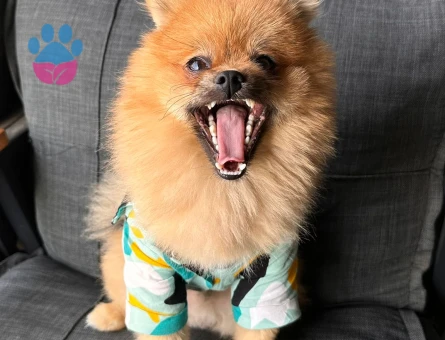 Poomerian boo 1 yaş Erkek