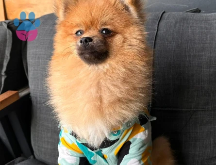 Poomerian boo 1 yaş Erkek