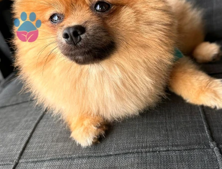 Poomerian boo 1 yaş Erkek