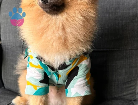 Poomerian boo 1 yaş Erkek