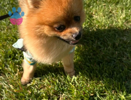 Poomerian boo 1 yaş Erkek