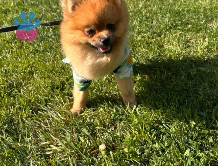 Poomerian boo 1 yaş Erkek