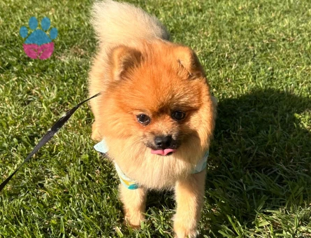 Poomerian boo 1 yaş Erkek