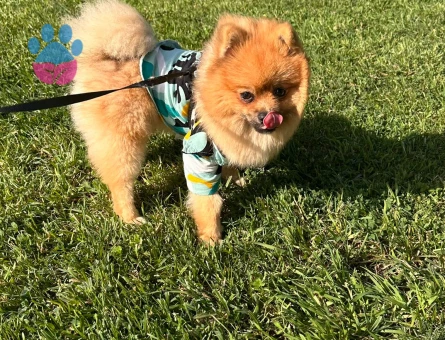 Poomerian boo 1 yaş Erkek