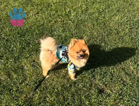 Poomerian boo 1 yaş Erkek