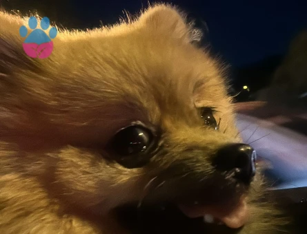 Poomerian boo 1 yaş Erkek