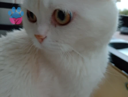 Briths shothair Oğlumuz Pamuk Eş Arıyor