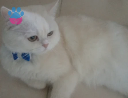 Briths shothair Oğlumuz Pamuk Eş Arıyor