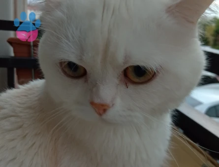 Briths shothair Oğlumuz Pamuk Eş Arıyor