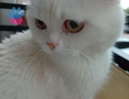 Briths shothair Oğlumuz Pamuk Eş Arıyor