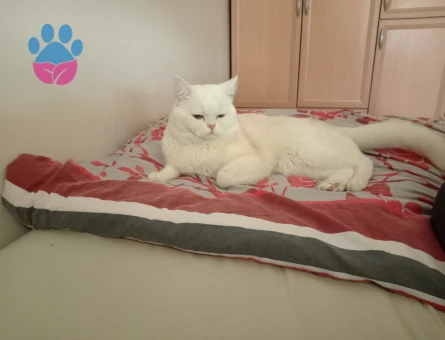 Briths shothair Oğlumuz Pamuk Eş Arıyor