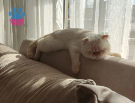 Scottish Fold Oğlumuza eş arıyoruz