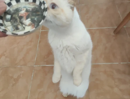 Scottish Fold Oğlumuza eş arıyoruz - 118979600