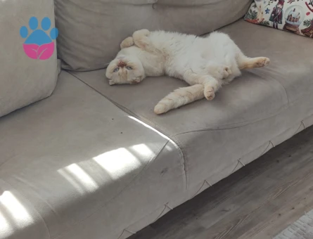 Scottish Fold Oğlumuza eş arıyoruz