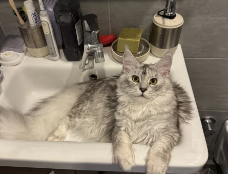 Maine coon erkek eş arıyoruz. - 118979601