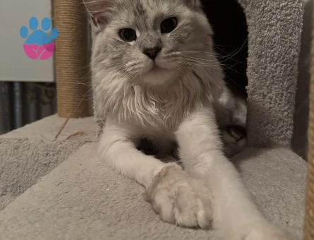 Maine coon erkek eş arıyoruz.