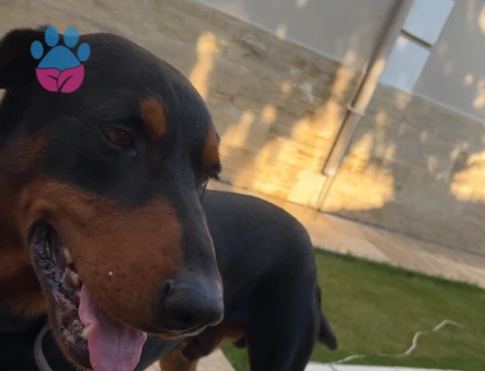 Doberman Oğlumuza dişi eş arıyoruz - 118985037