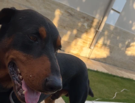 Doberman Oğlumuza dişi eş arıyoruz - 118985037