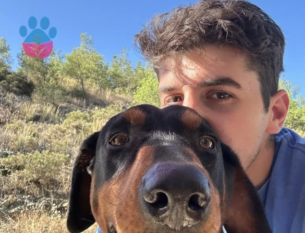 Doberman Oğlumuza dişi eş arıyoruz - Görsel 3