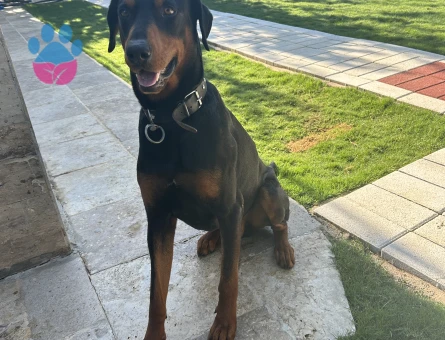Doberman Oğlumuza dişi eş arıyoruz - Görsel 4