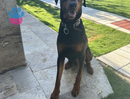Doberman Oğlumuza dişi eş arıyoruz - Görsel 5