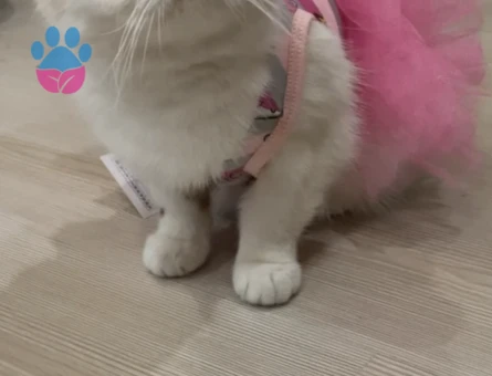 2 yaşında egzotik shorthair - Görsel 3