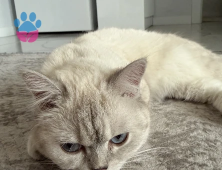 British Shorthair Güzel kızımıza eş arıyoruz - Görsel 2