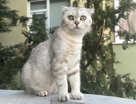 Oğlumuz Piko’ya Gelin arıyoruz - 118972066