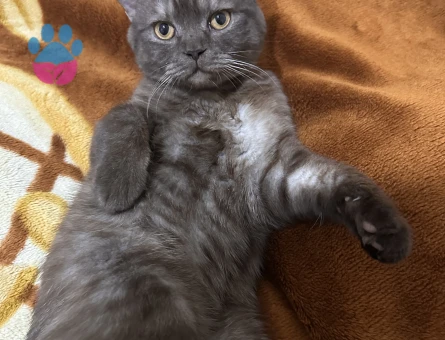 Scottish Straight Oğluma Eş Arıyorum