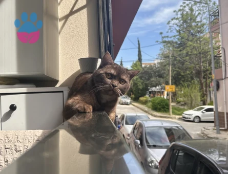 Scottish Straight Oğluma Eş Arıyorum