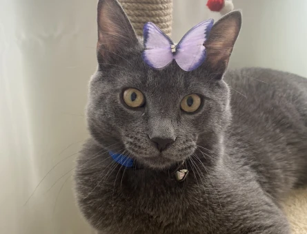 British Shorthair Erkek kedime dişi eş arıyorum - 118972074