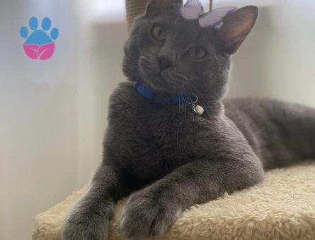 British Shorthair Erkek kedime dişi eş arıyorum