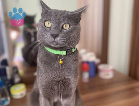 British Shorthair Erkek kedime dişi eş arıyorum