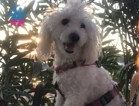 Safkan Maltese kızımıza eş arkadaş arıyoruz.