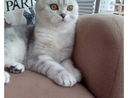 Scottish Fold 1 Yaşında Eş Arıyor - 118972079