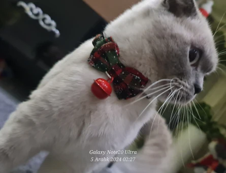 Safkan Scottish Fold secereli kedime eş arıyorum - 118980014