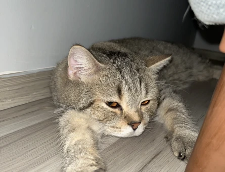 British Shorthair cinsi 1,5 yaşında erkek kedi - 118980016