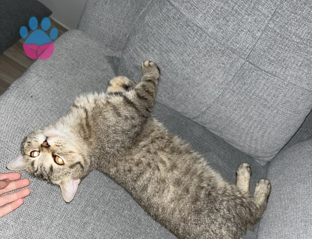 British Shorthair cinsi 1,5 yaşında erkek kedi