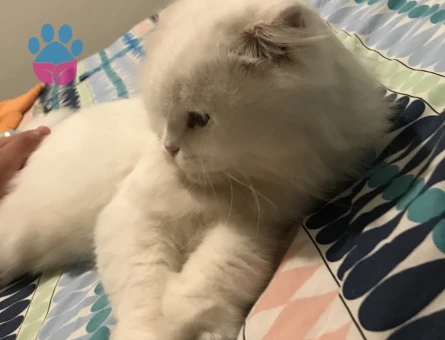 Güzel kızıma erkek eş arıyorum