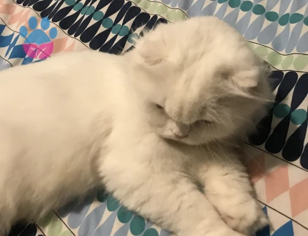 Güzel kızıma erkek eş arıyorum