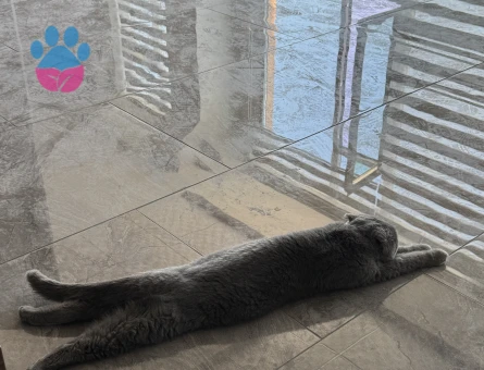 Dişi Kedi Eş Arıyorum