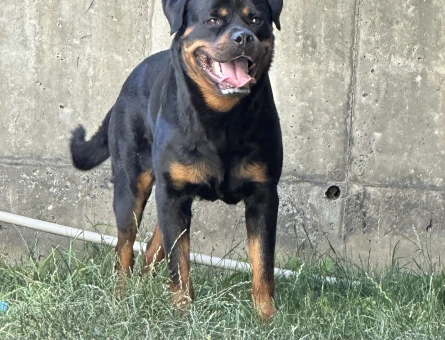 Rottweiller Erkek - 118980020
