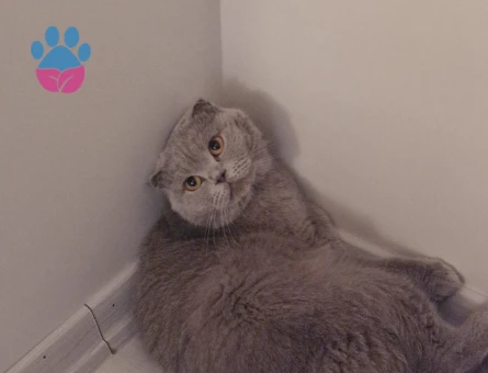 Scottish Fold 2 Yaşında Eş Arıyorum